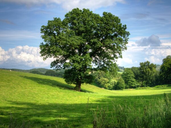 De voordelen van goed onderhouden bomen in stedelijke en landelijke gebieden