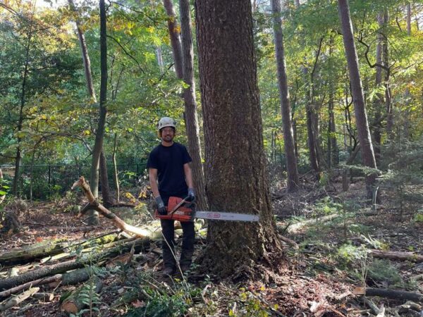 Bomen in België: Wat je moet weten over Wet- en Regelgeving