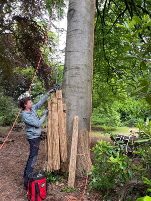 Bescherming boom zonnebrand