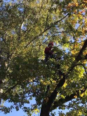 snoeien bomen Stekene
